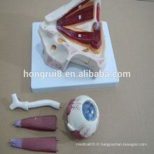 VENTE CHAUDE Globe oculaire anatomique humain, modèle d&#39;oeil